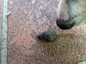 2022-10-25 Louie learns a snail.jpg